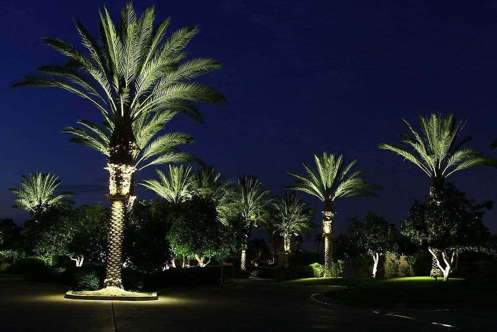 anneaux lumineux de palmier